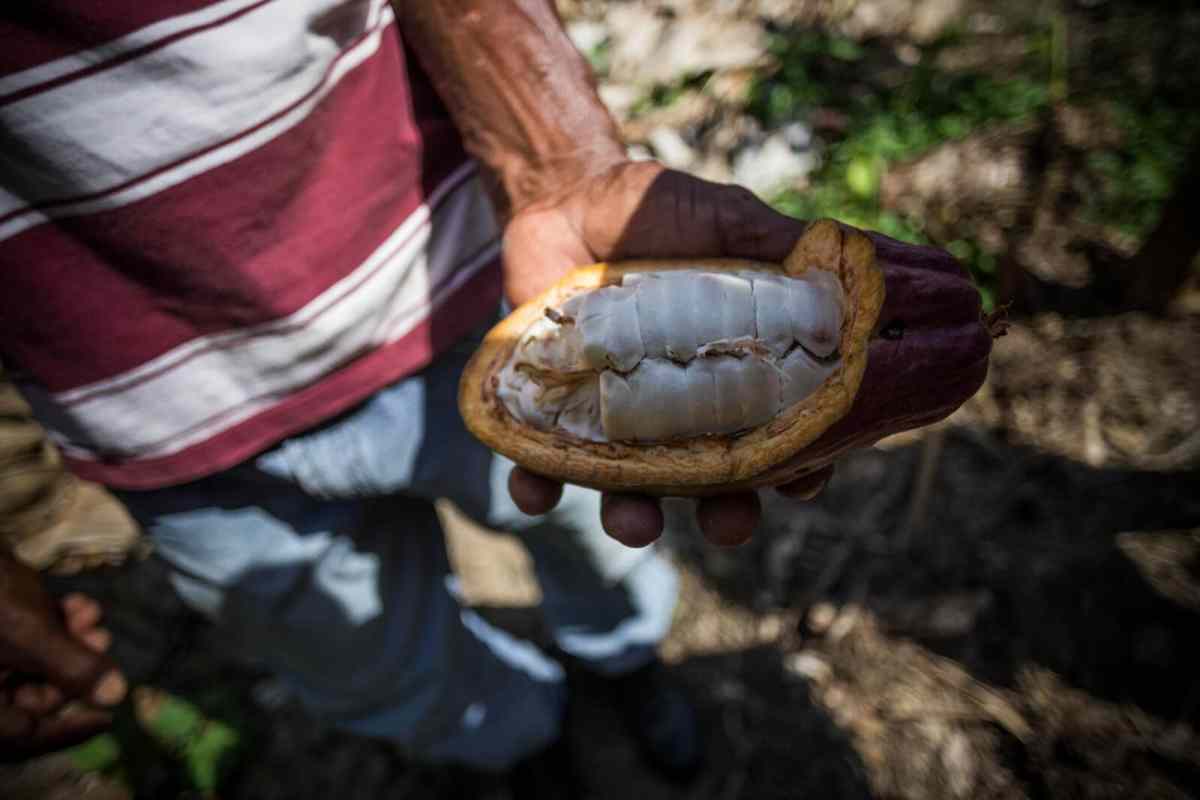 cacao