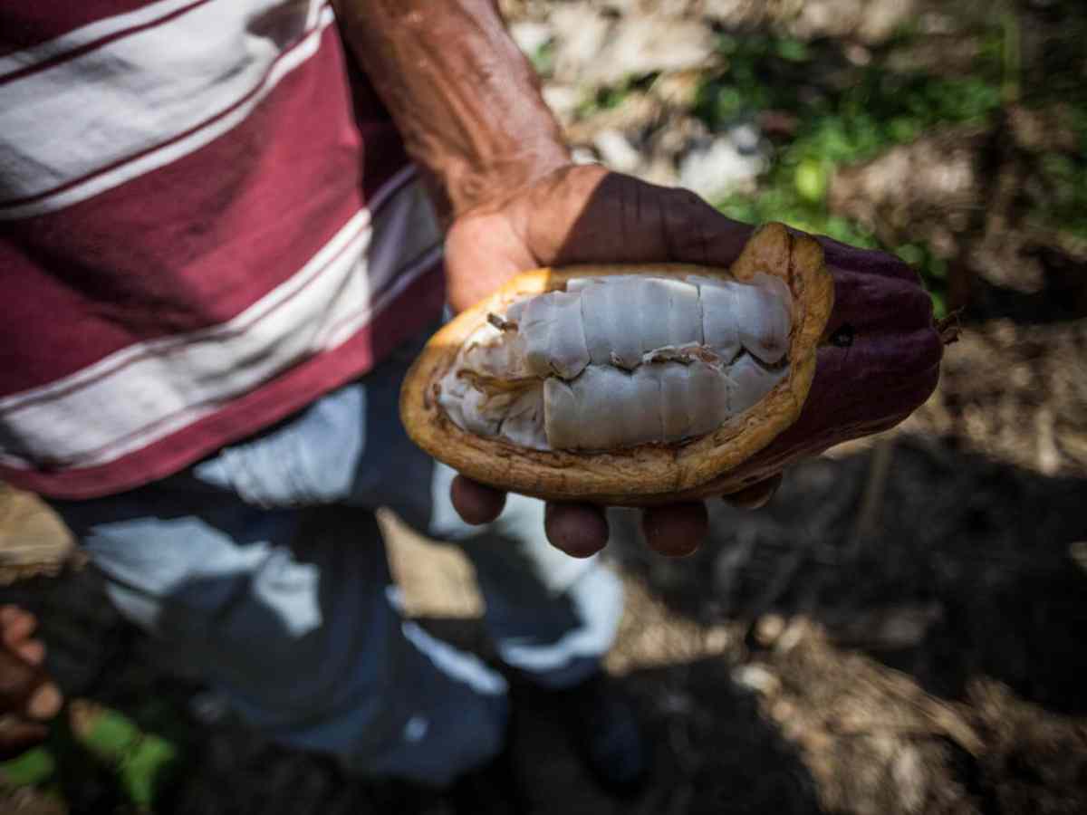 cacao