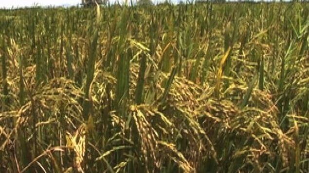 producción agrícola