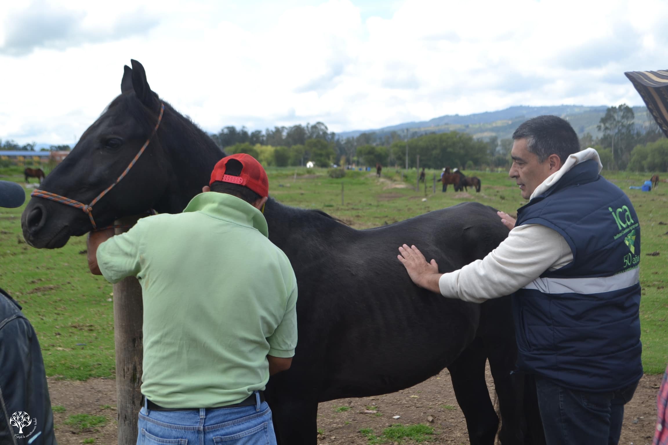 Veterinarios exhortan al Estado a crear políticas para frenar sobrepoblación de perros y gatos abandonados en Caracas