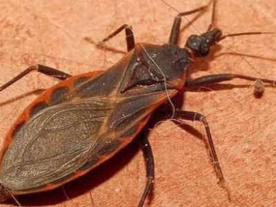 Condiciones ambientales hacen de Caracas una zona vulnerable a la enfermedad de Chagas