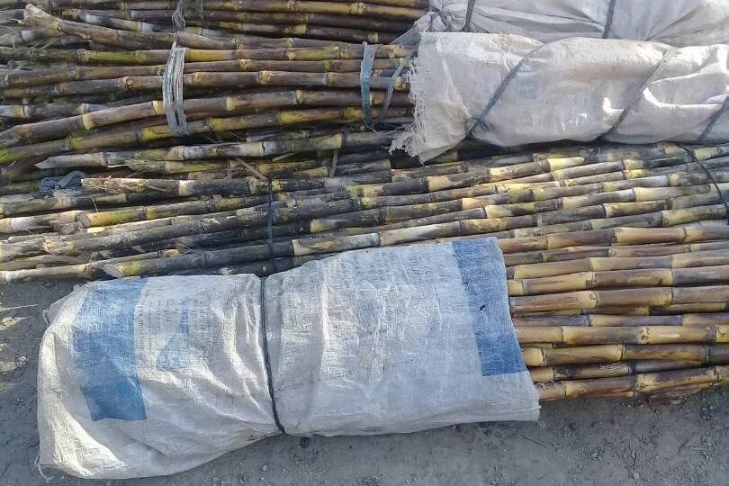 Cañicultores de Carabobo, Caña.