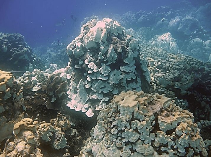 Dos blanqueamientos coralinos masivos han menguado ecosistemas marinos