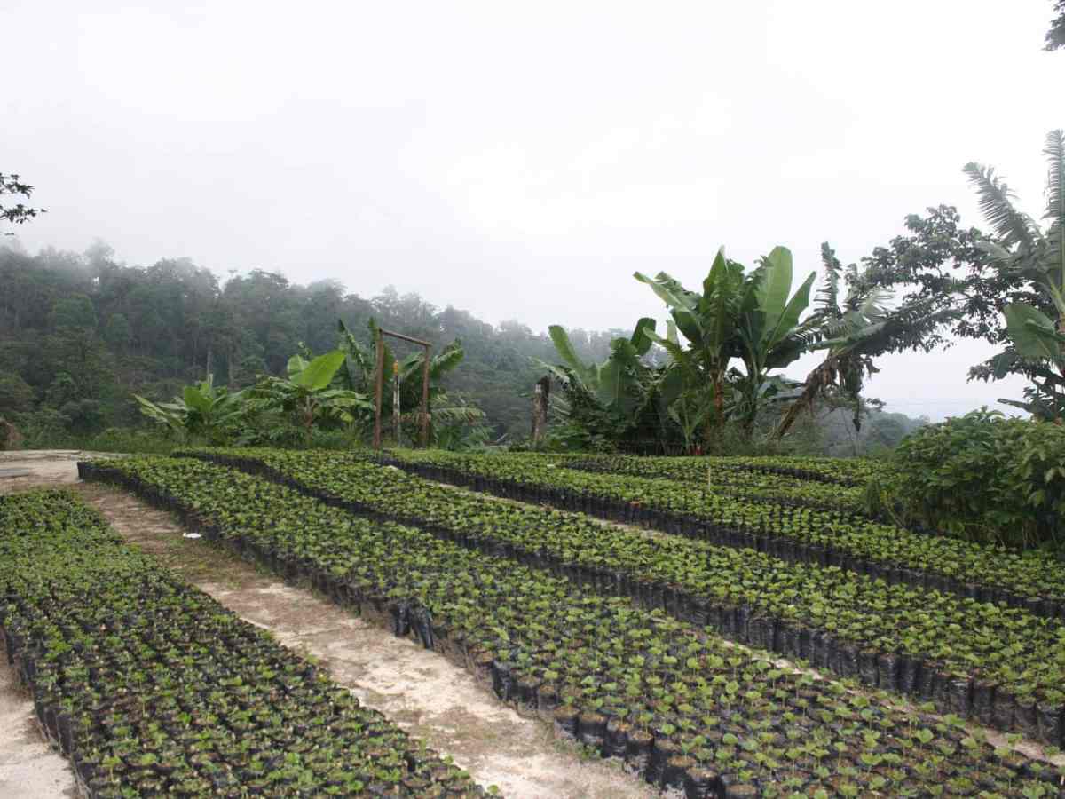 producción de café