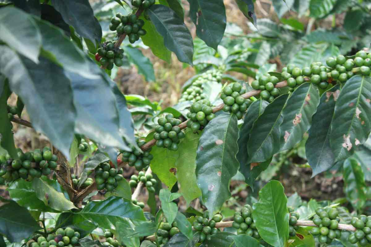 caficultores | precios | cambio climático