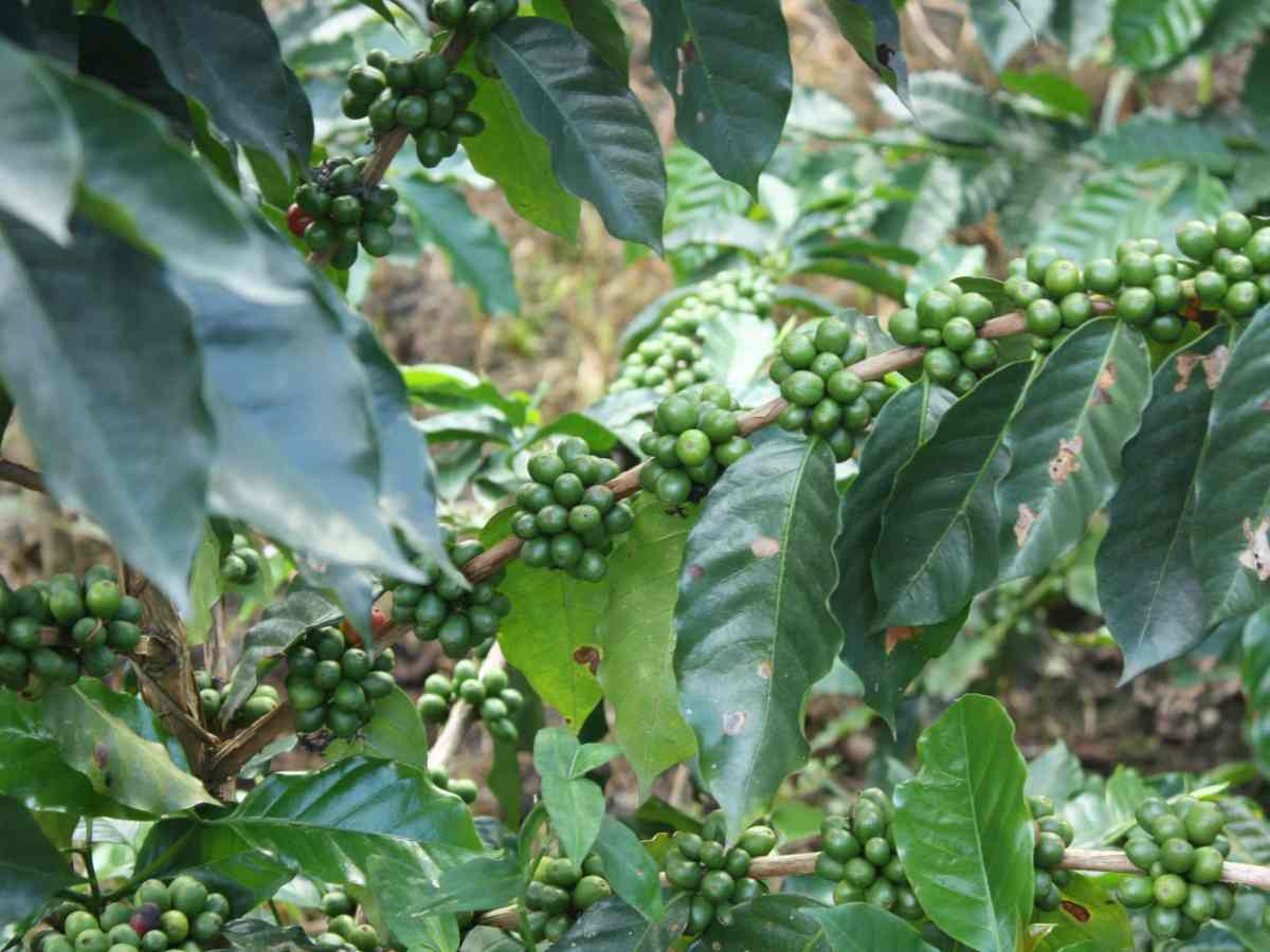 caficultores | precios | cambio climático