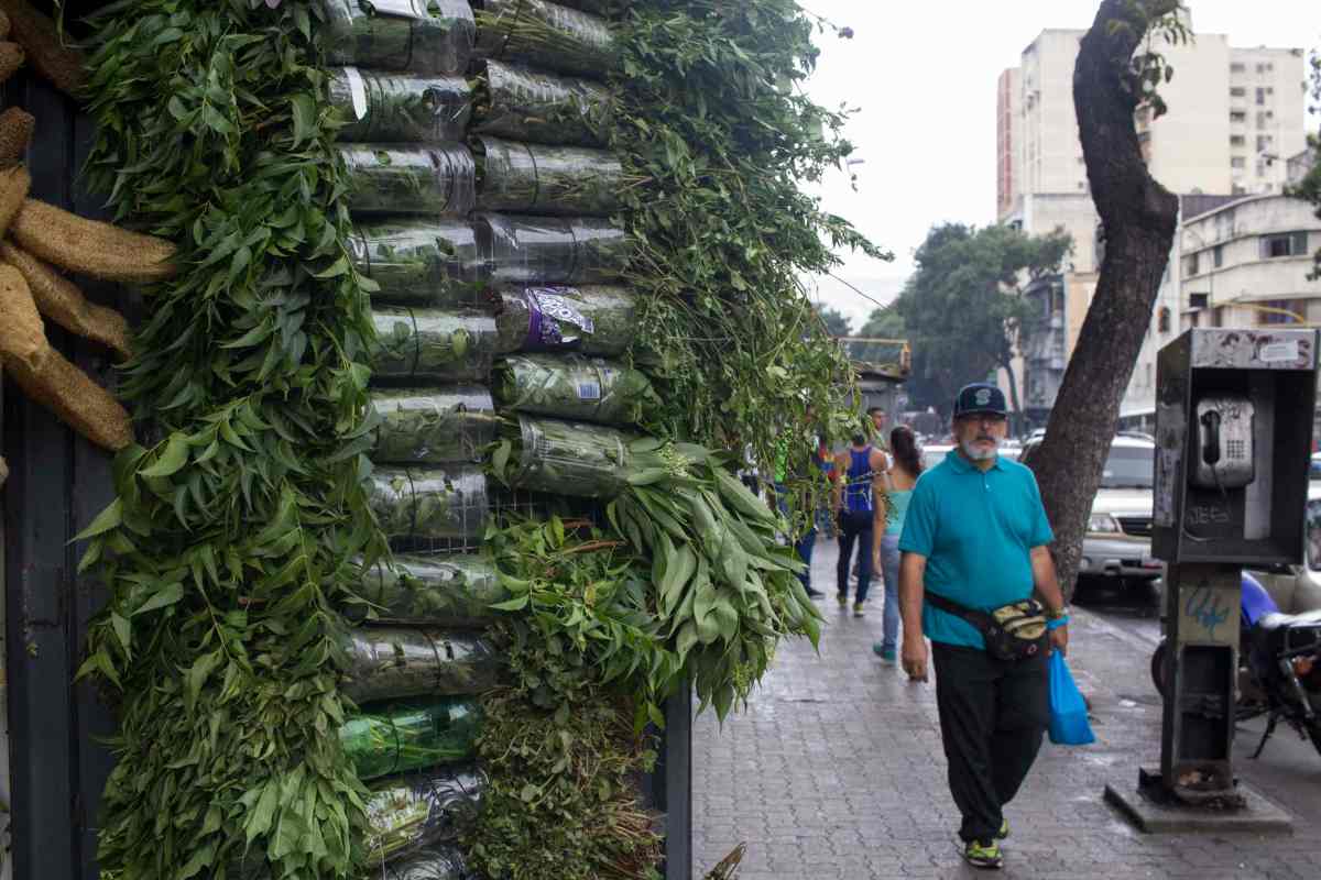 plantas para uso medicinal