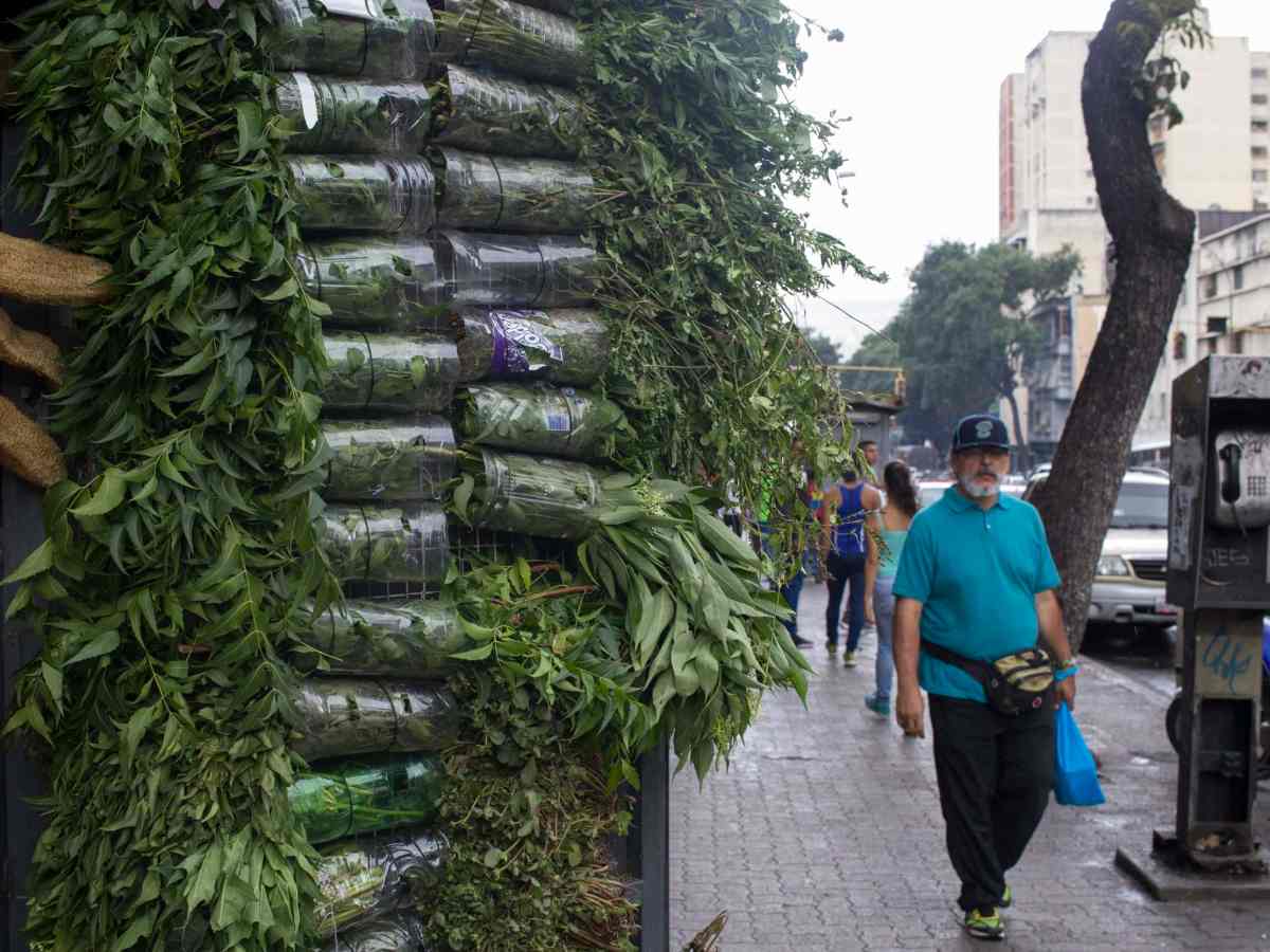 plantas para uso medicinal