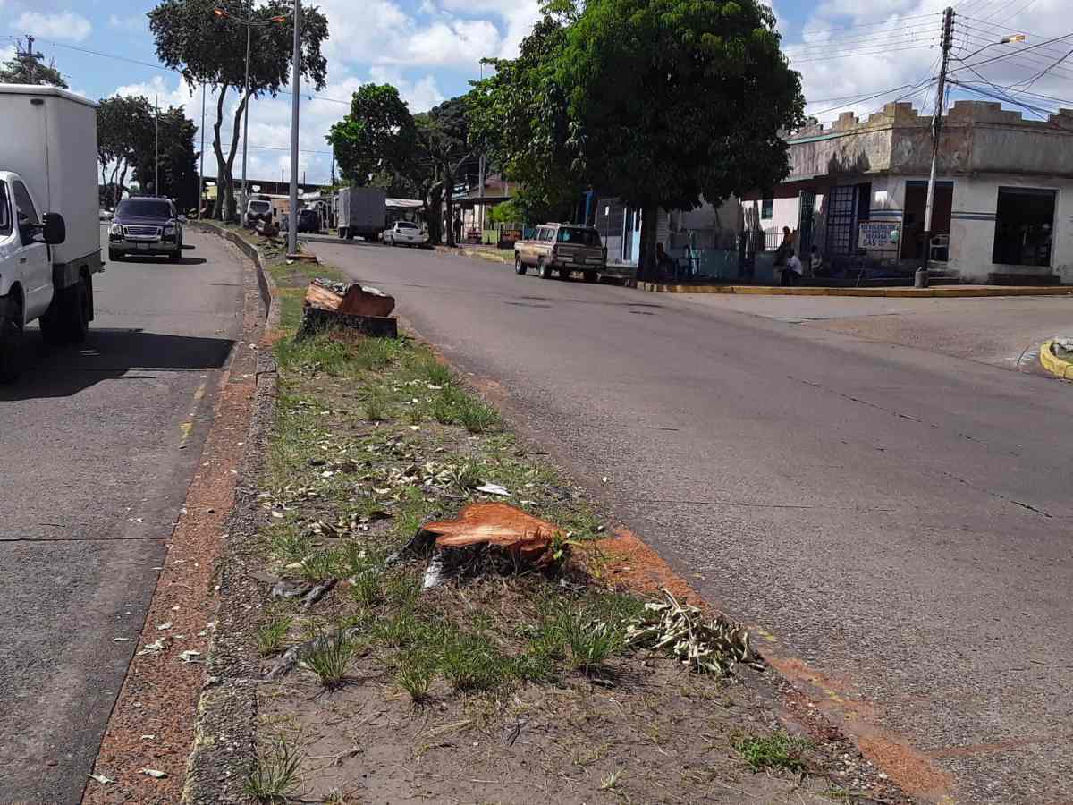 Tala de arboles en maturin califcada como ecocidio