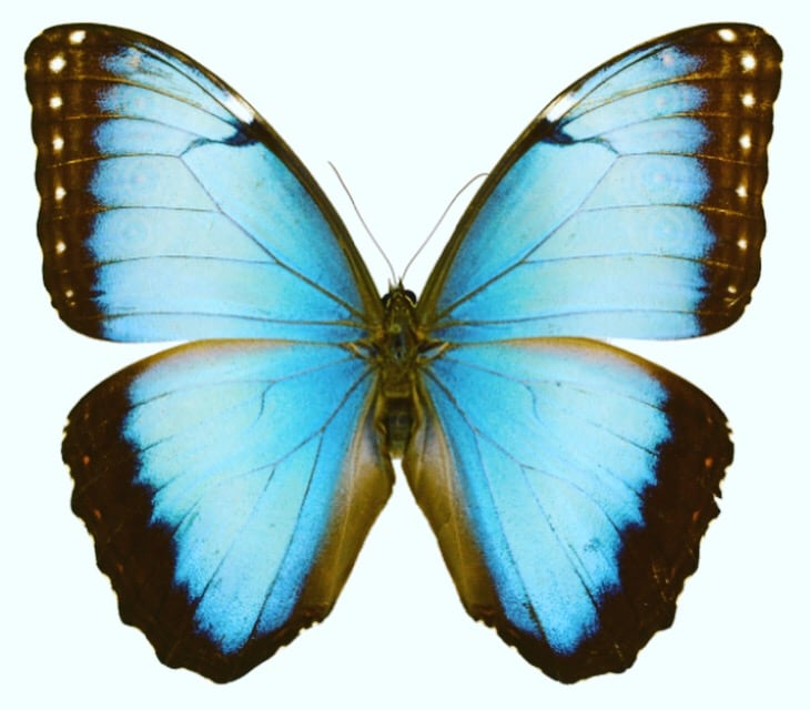 mariposa azul