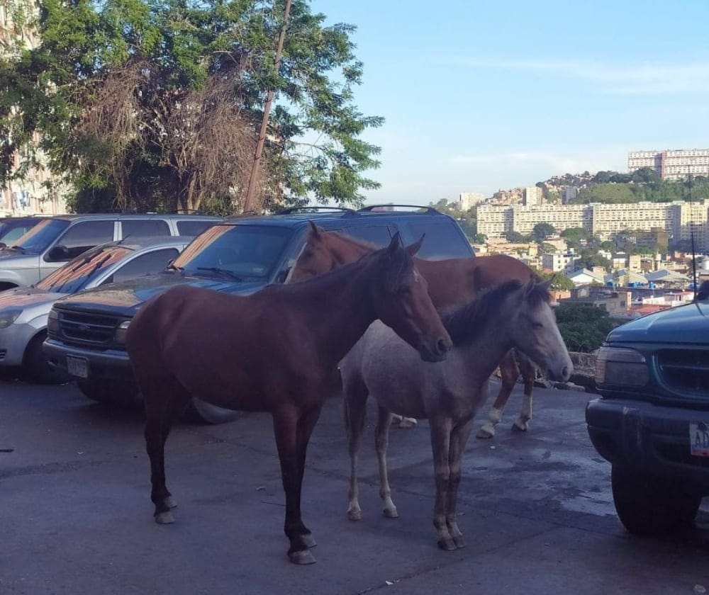Cuatro caballos abandonados