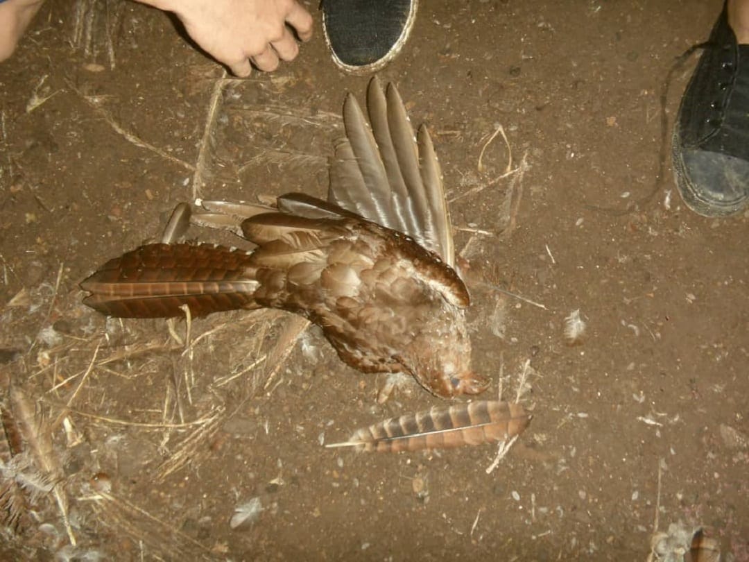 Guácharos-Guanta-Anzoátegui-Cronica-Uno