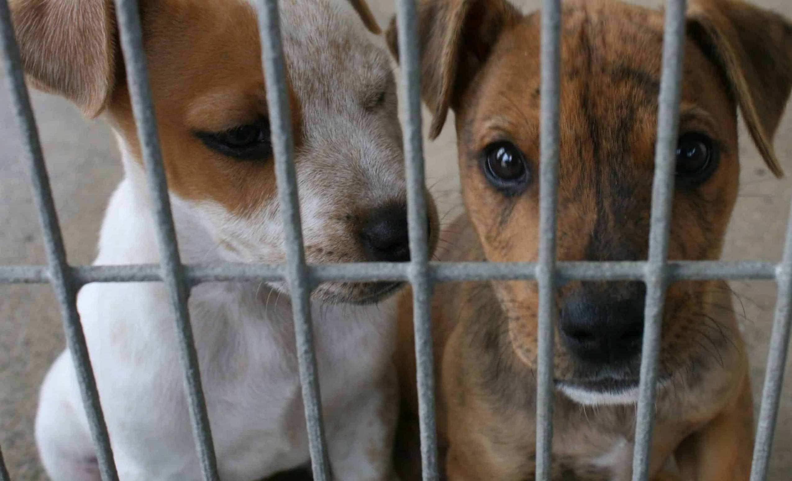 maltrato animal - delitos ambientales - maltrato a