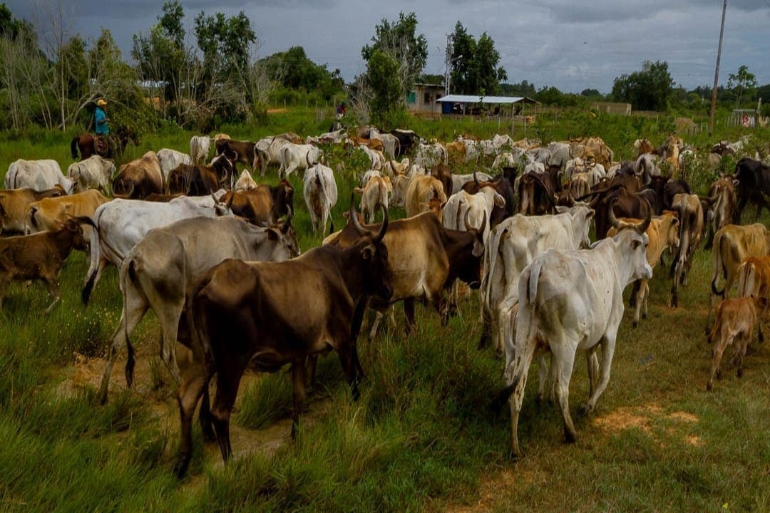 Crece pérdida de producción agropecuaria por falta de combustible en Bolívar