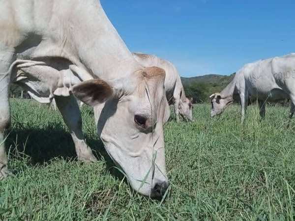 Apagones golpean el costo de la leche en la zona norte del estado Táchira