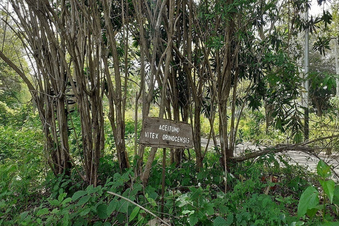 Deforestación de parques en Guayana: efectos de la búsqueda de leña por falta de gas