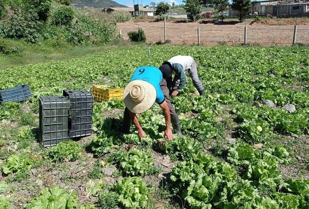 agricultores andinos