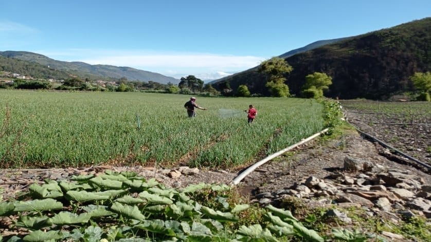 agricultores andinos
