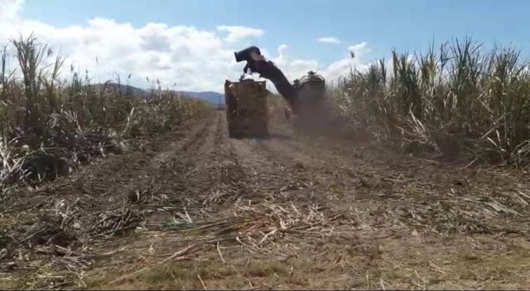 cañicultores de Carabobo