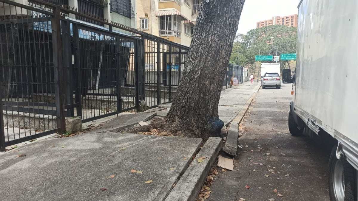 árbol - Santa Mónica