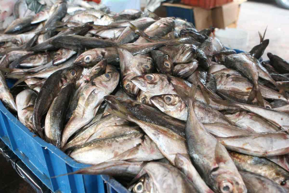 pescado pasa de un dólar