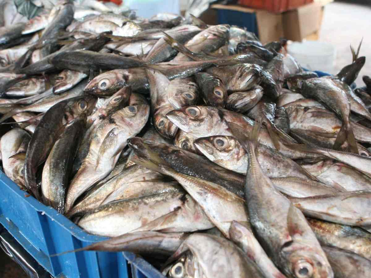 pescado pasa de un dólar