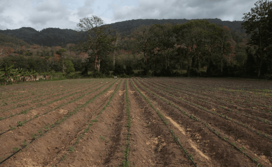 productores de Monagas