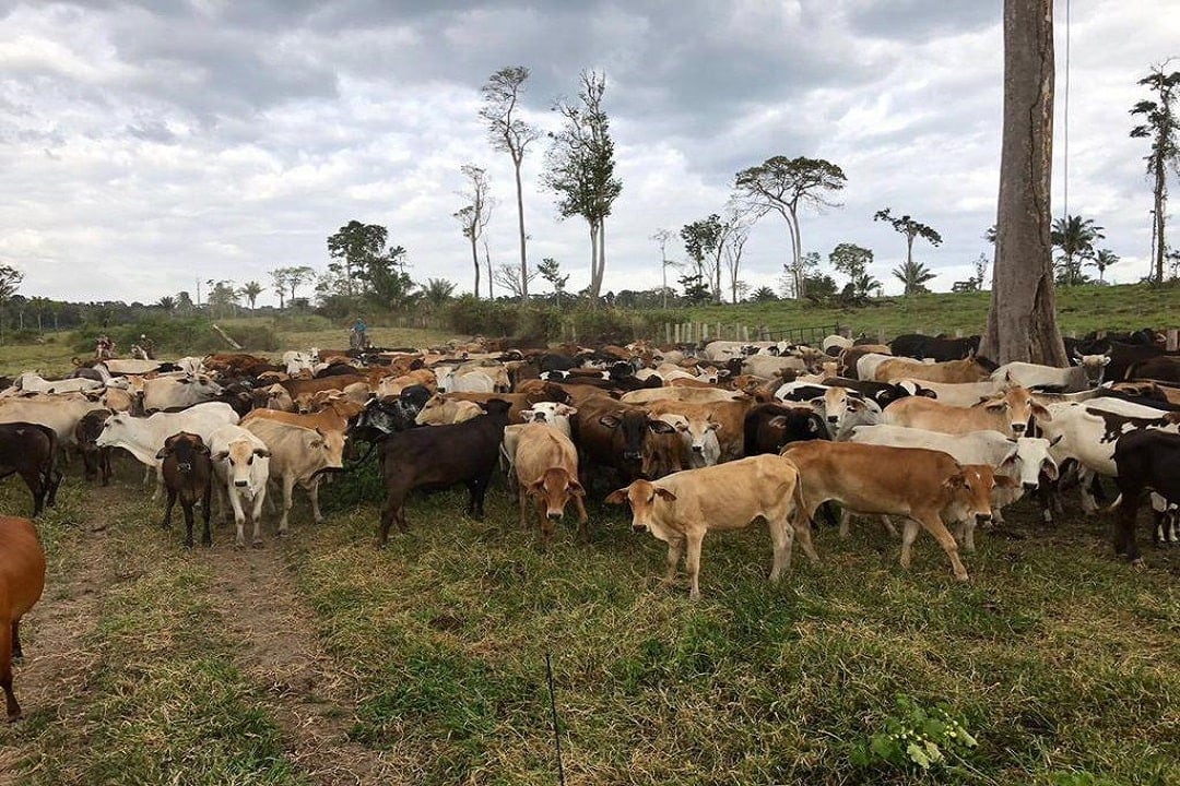 Productores agropecuarios rechazan invasión de finca en Bolívar