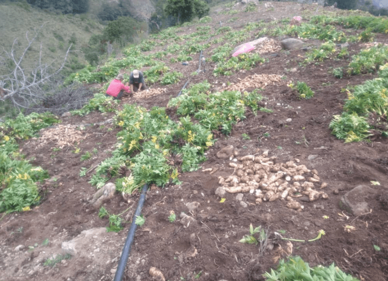 Fedeagro
