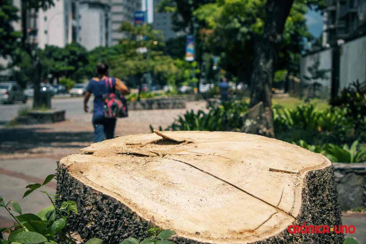 Tala de árboles en Caracas