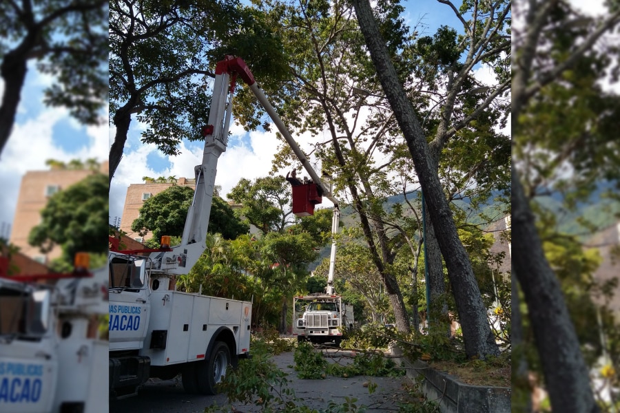 tala y poda en Caracas