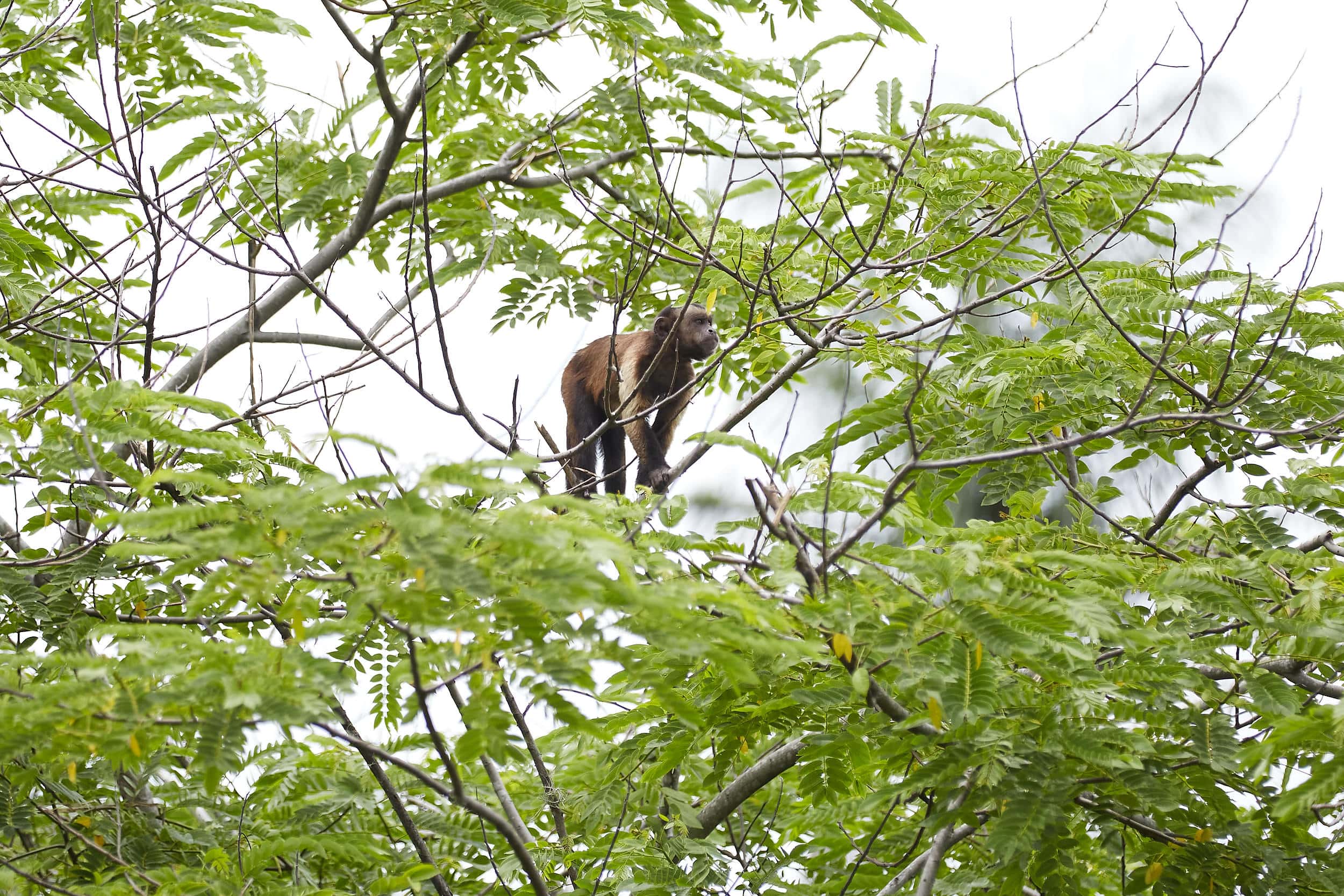 Vecinos de la UD5 de Caricuao piden a las autoridades el rescate de monos capuchinos abandonados