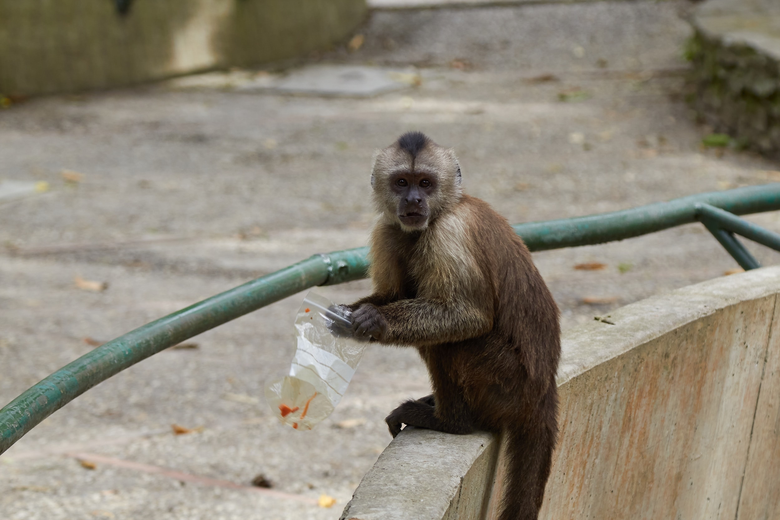 Vecinos de la UD5 de Caricuao solicitan a las autoridades el rescate de monos capuchinos abandonados