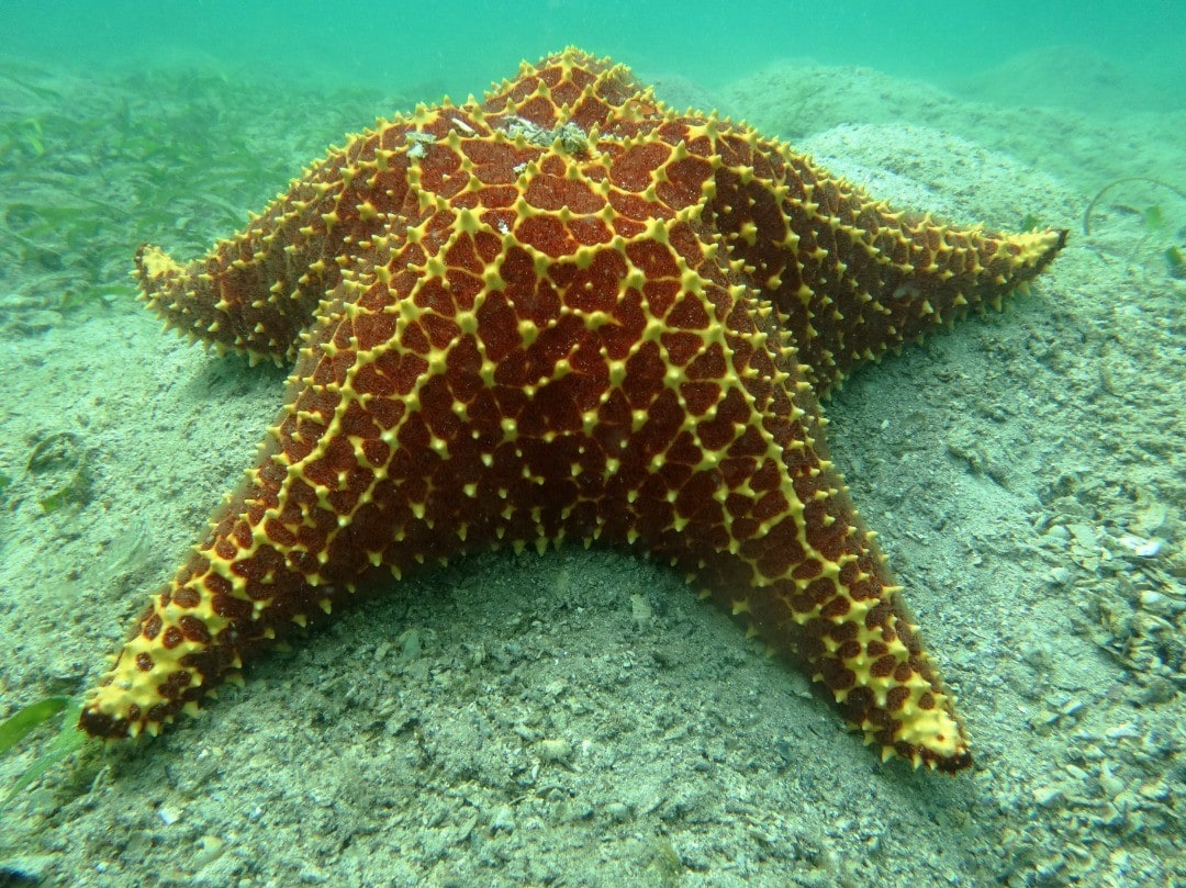 estrellas de mar