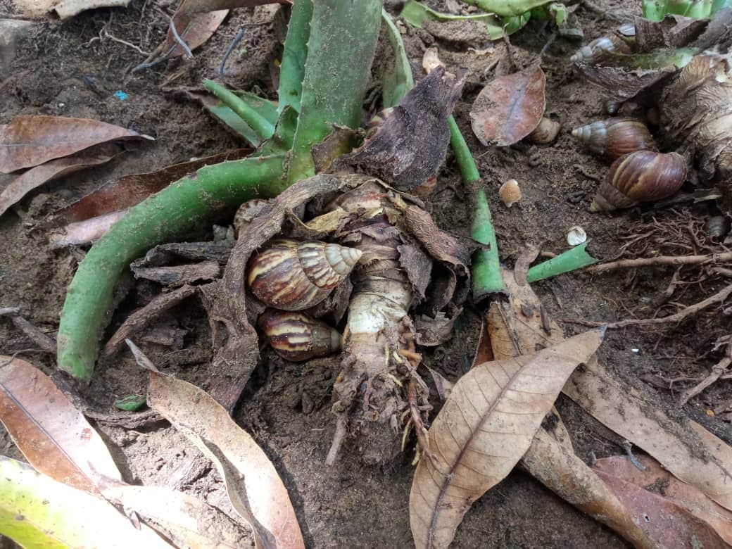 caracol gigante africano