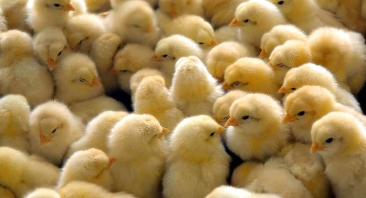 pollos bebés