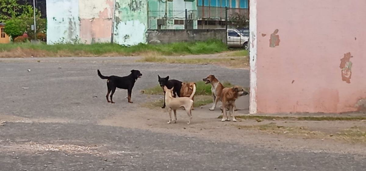 maltrato y abandono
