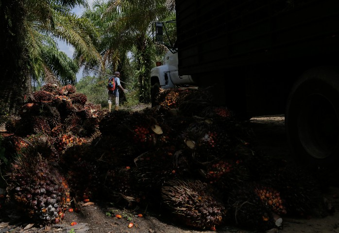 Fruto de palma aceitera en Sur del Lago Zulia