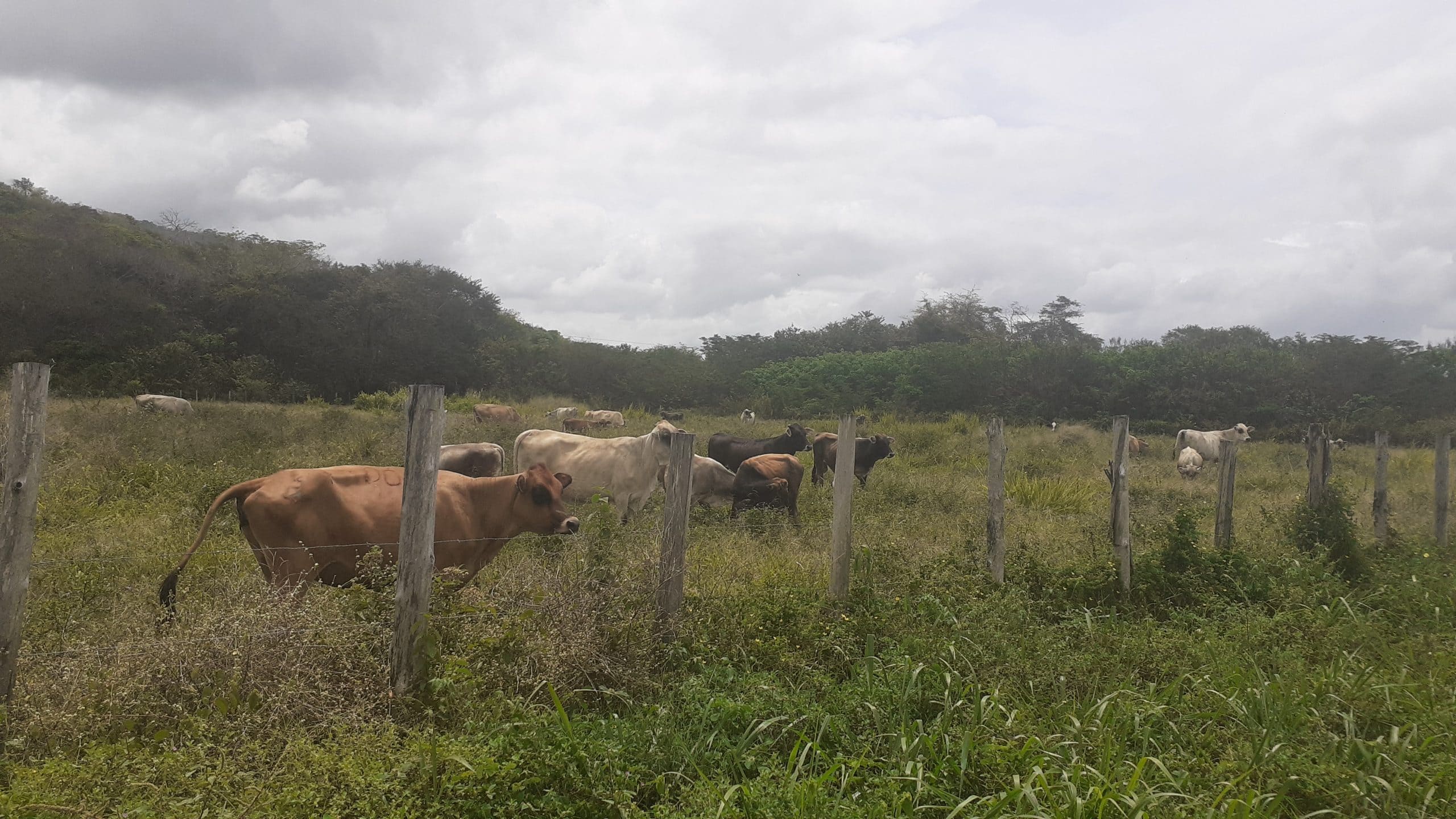 Producción Agropecuaria en Bolívar