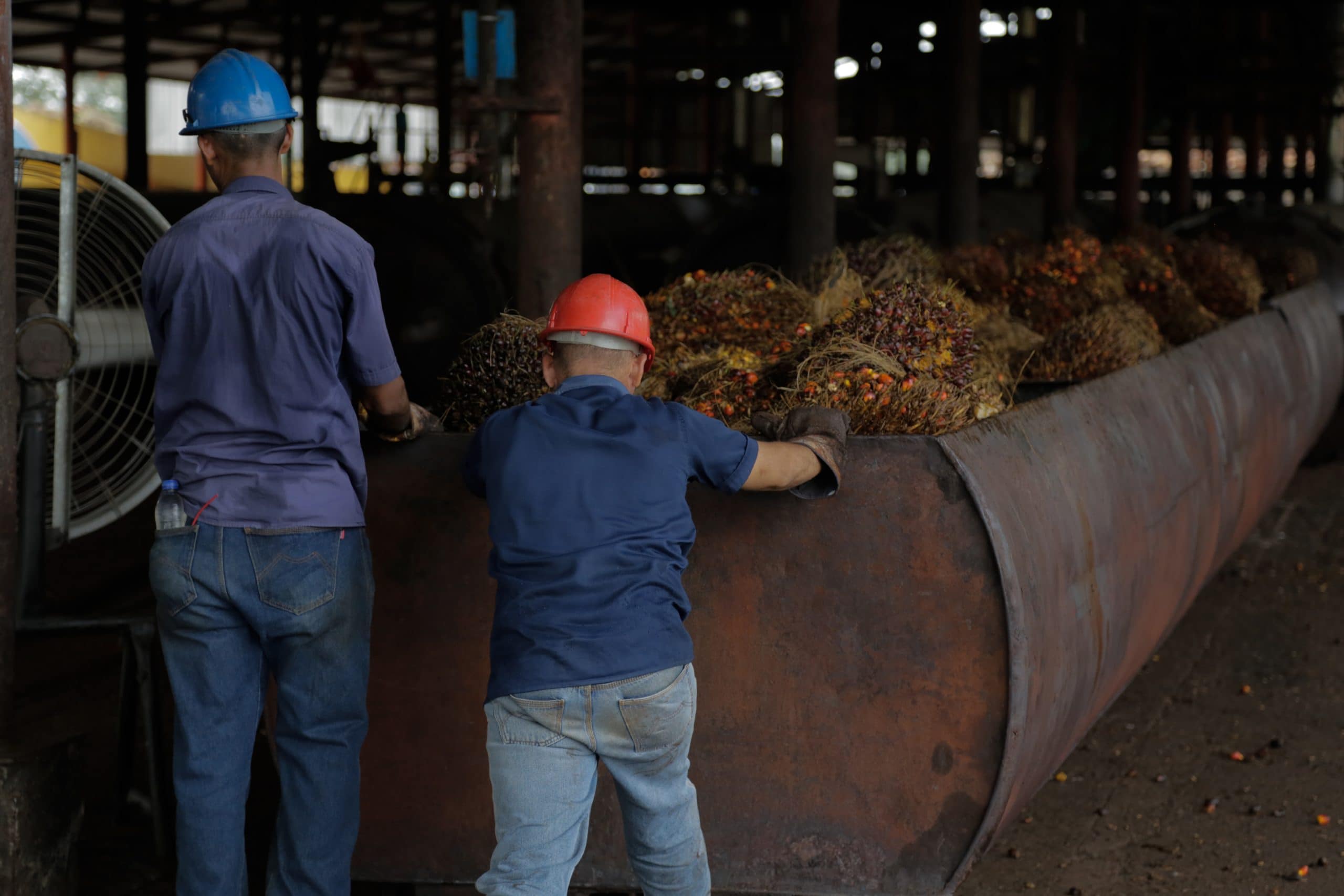 Producción de palma aceitera en Zulia