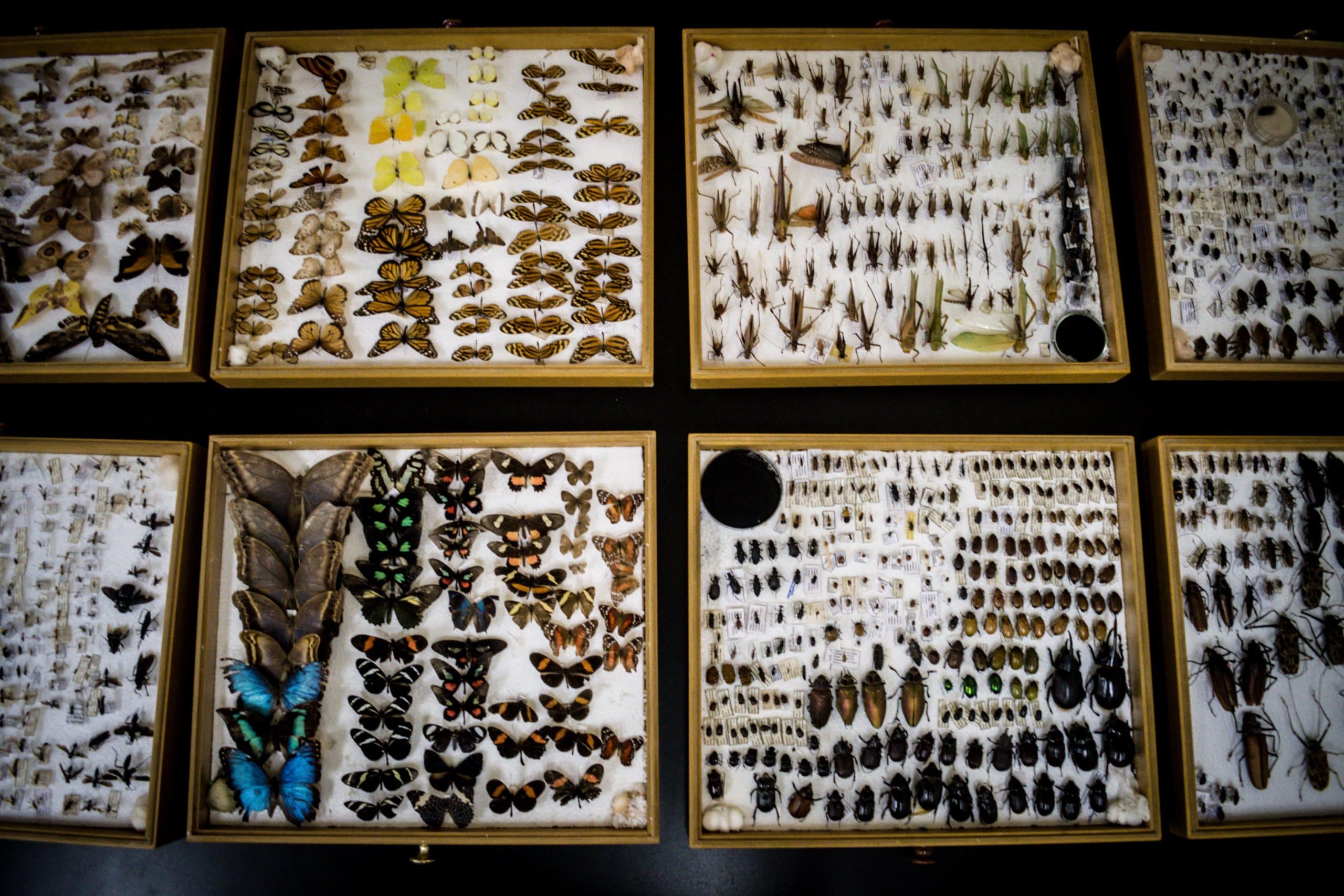 insectos de Carabobo