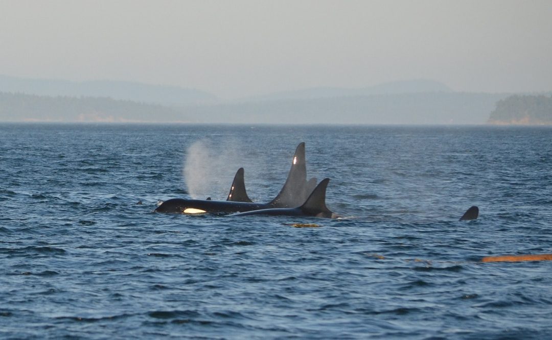 orcas