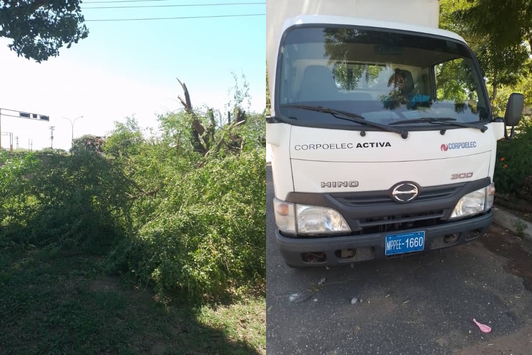 Reavivan las denuncias por tala de árboles en Puerto Ordaz