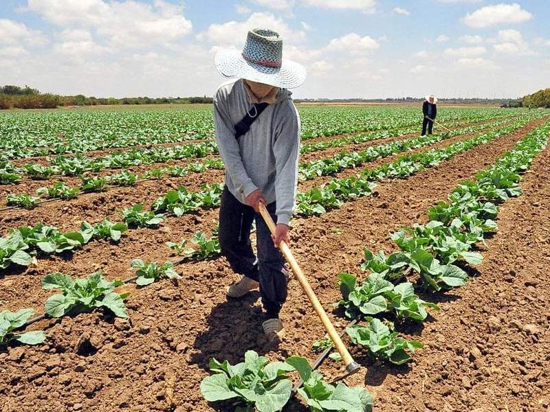 Productores piden estabilidad cambiaria y crédito para sostener la próxima siembra