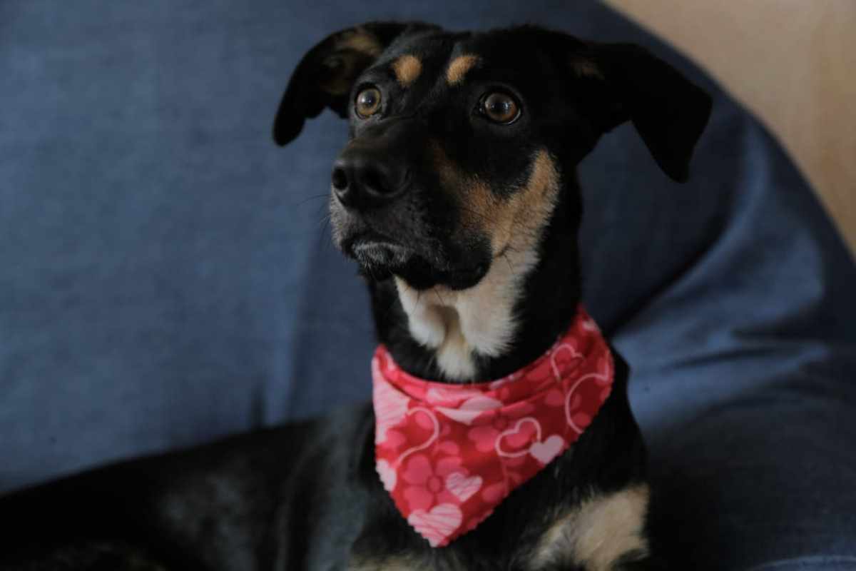 Esterilización en Maracaibo