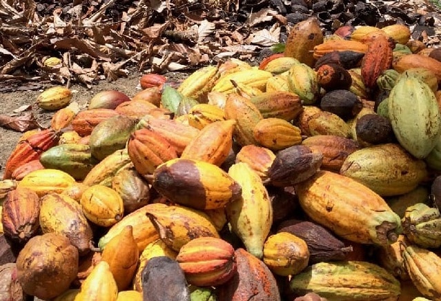 cacao