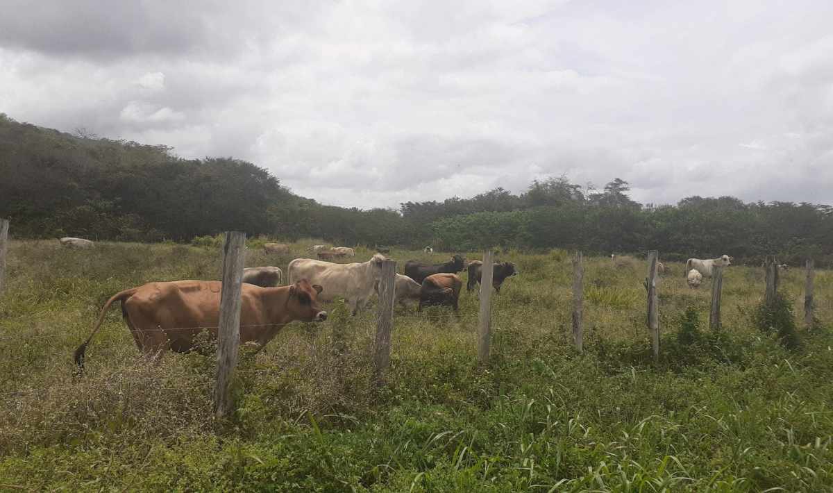 Vialidad y déficit de combustible dificulta mejoras en producción agropecuaria en Bolívar