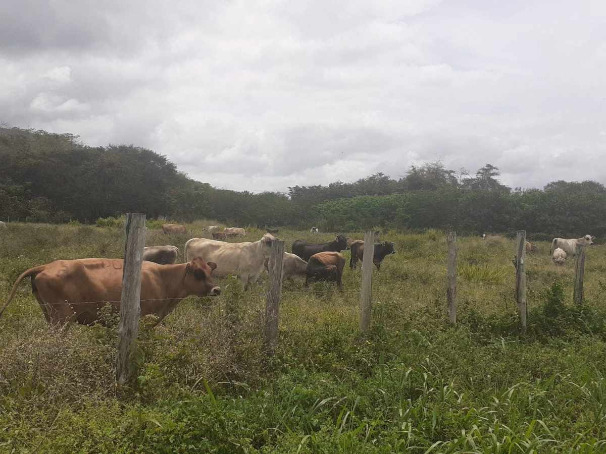 Vialidad y déficit de combustible dificulta mejoras en producción agropecuaria en Bolívar