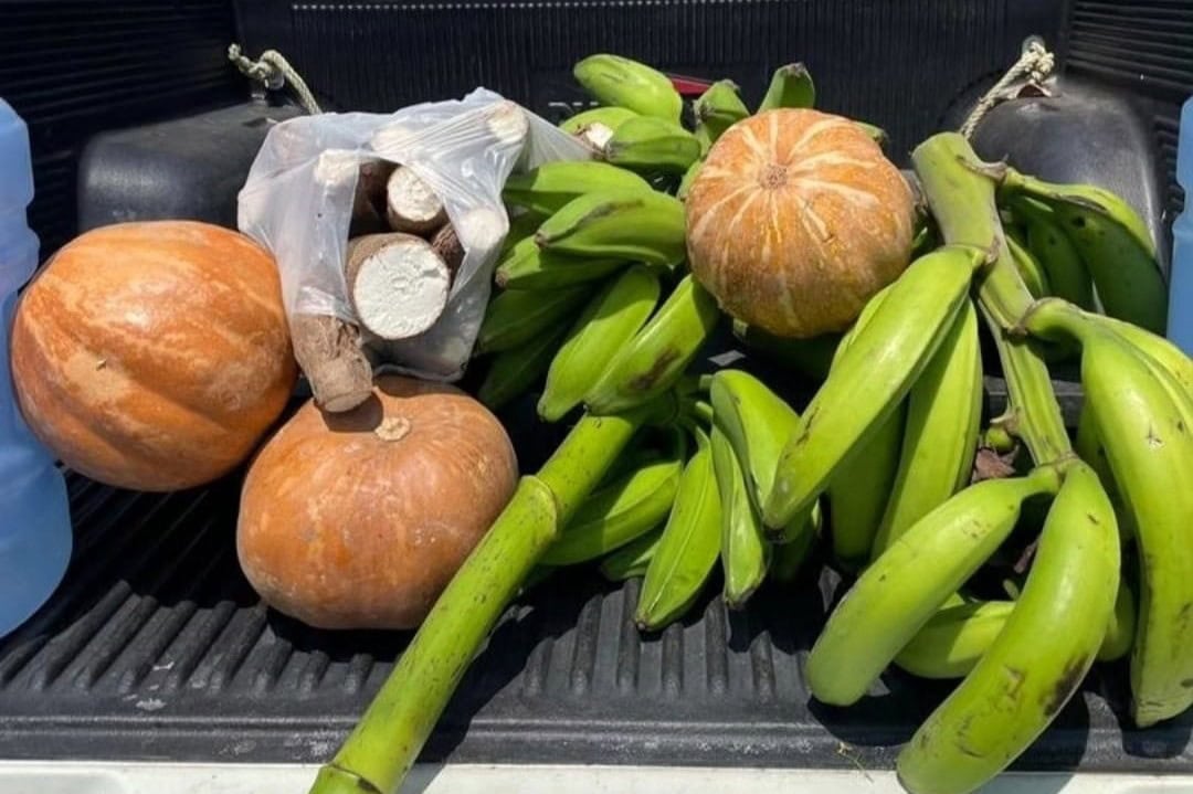 alimentos