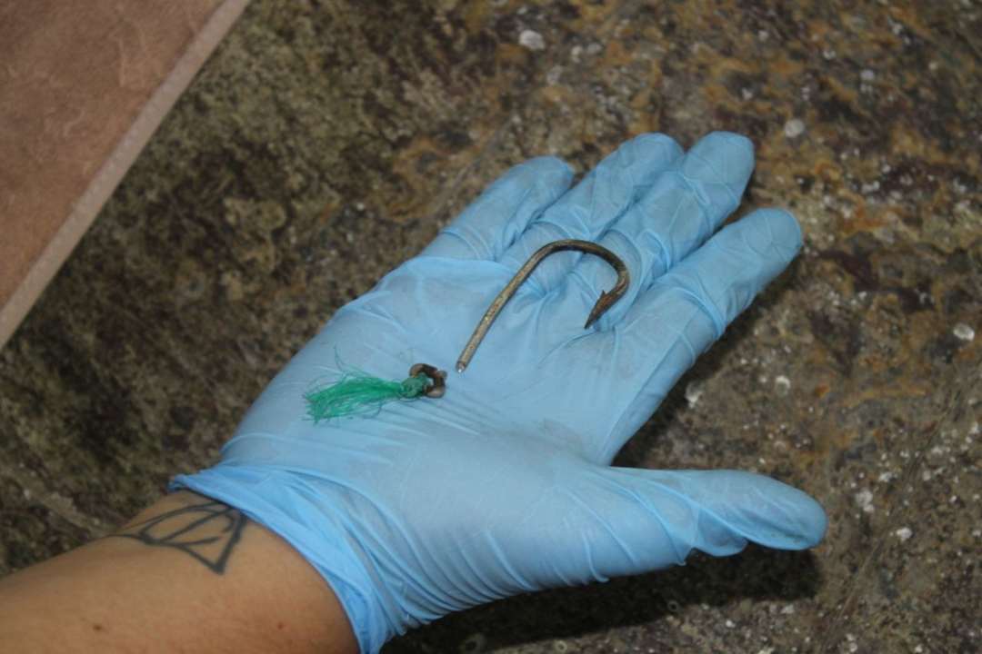 rescate de tortuga en Zulia 